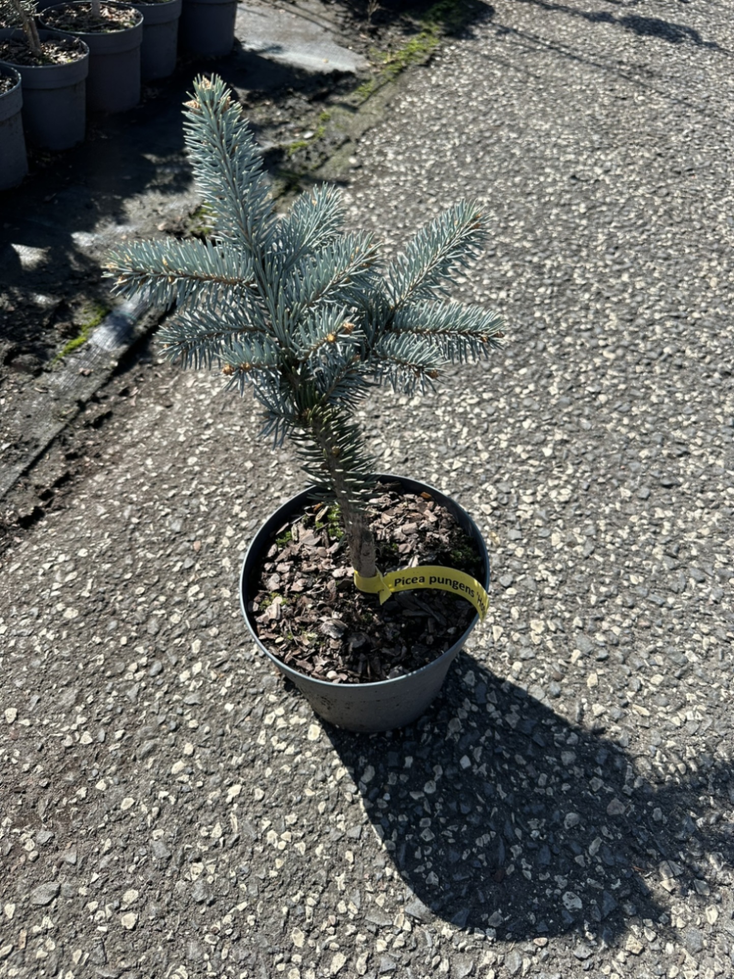 Ель колючая Хото